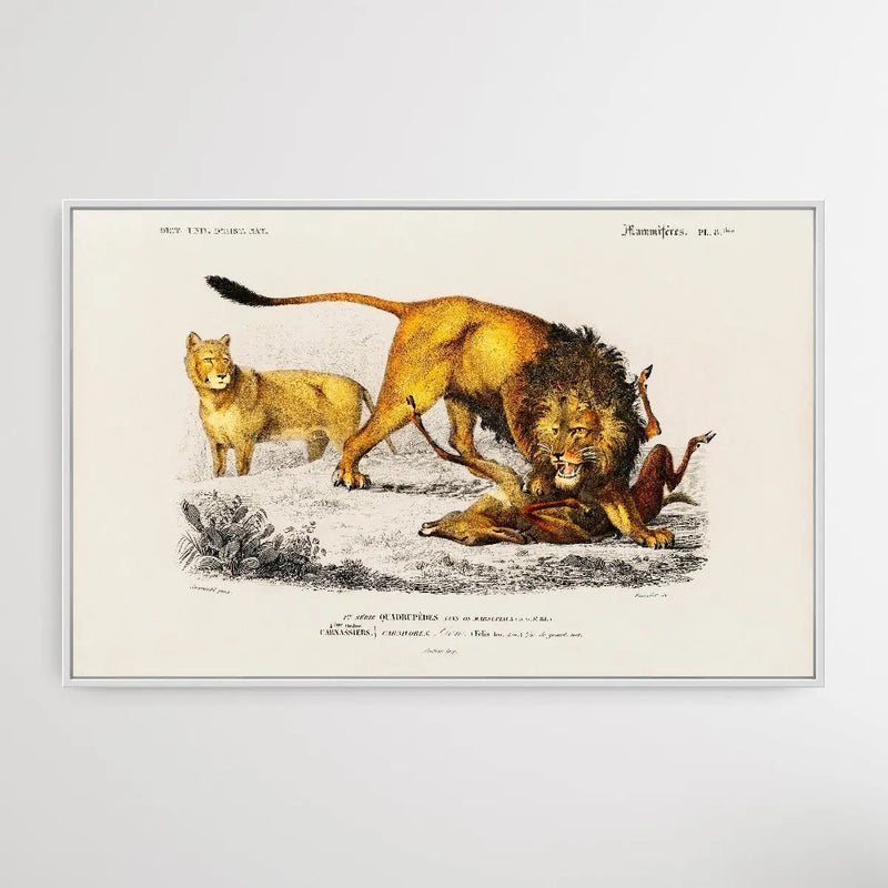 Panthera Leo by Charles Dessalines D&