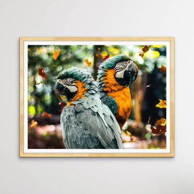 Parrots in Autumn Tones- Photographic Print of Two Macaw Parrots In Shades of Orange and Green I Heart Wall Art Australia 