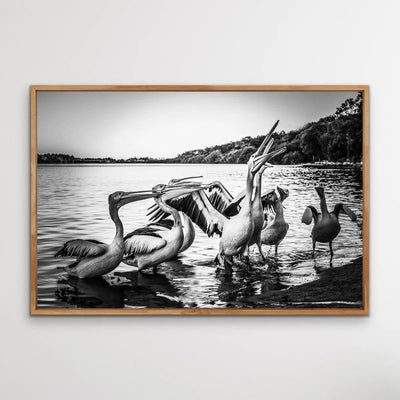Pelicans On The Beach - Black and White Coastal Landscape Framed Canvas Print Wall Art Print I Heart Wall Art Australia 