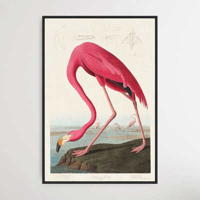 Pink Flamingo (1827) by John James Audubon I Heart Wall Art Australia 