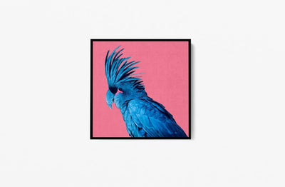 Polly - Black Parrot Pink Background Canvas Wall Art Print I Heart Wall Art Australia 