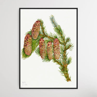 Pseudotsuga Mucronata (1923) by Mary Vaux Walcott - I Heart Wall Art