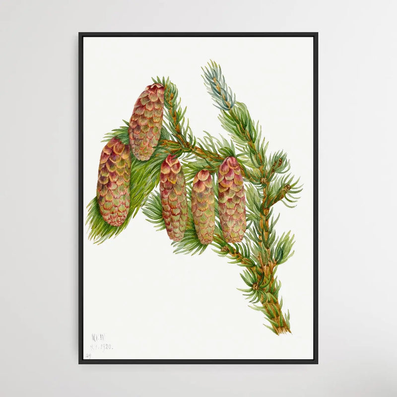 Pseudotsuga Mucronata (1923) by Mary Vaux Walcott - I Heart Wall Art