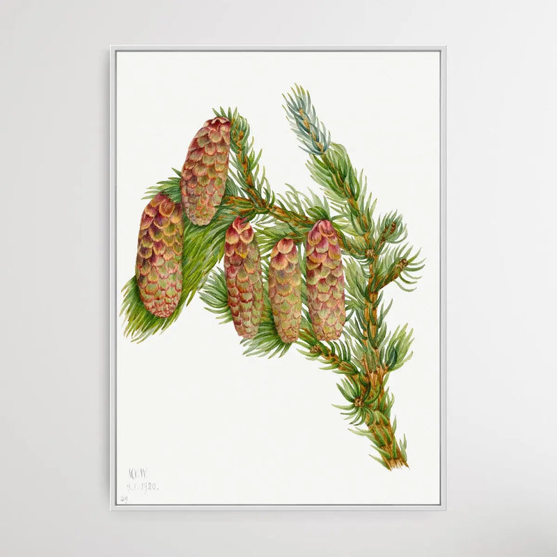 Pseudotsuga Mucronata (1923) by Mary Vaux Walcott - I Heart Wall Art