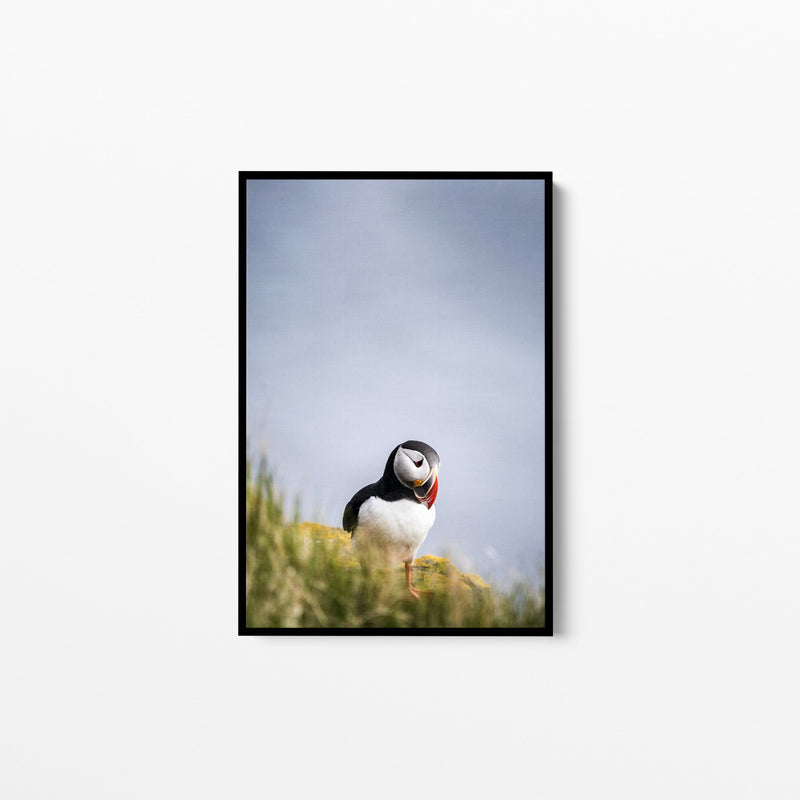 Puffin But Love - Puffin Photographic Stretched Canvas Wall Art Print - I Heart Wall Art