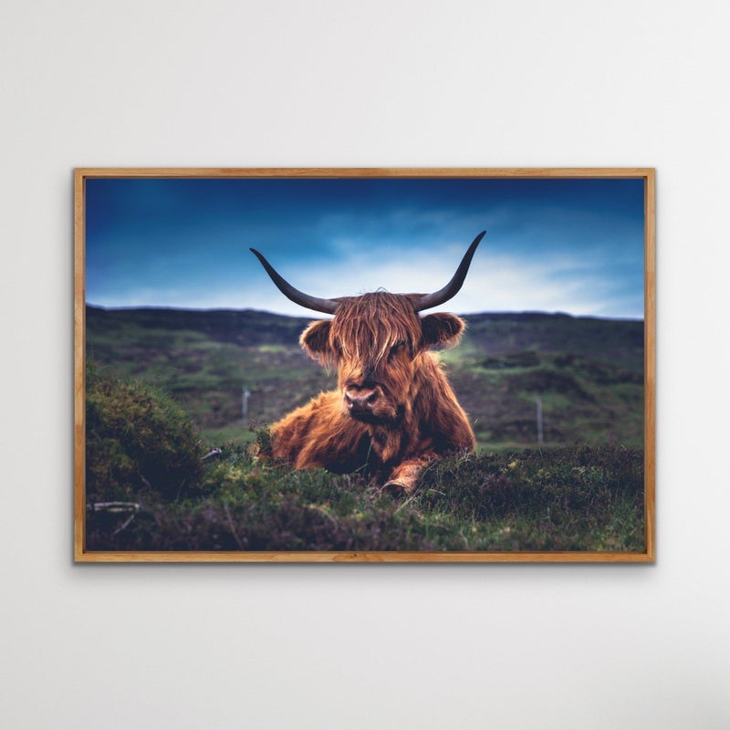 Resting Highlander - Highland Cow Landscape Framed Canvas Print Wall Art Print - I Heart Wall Art