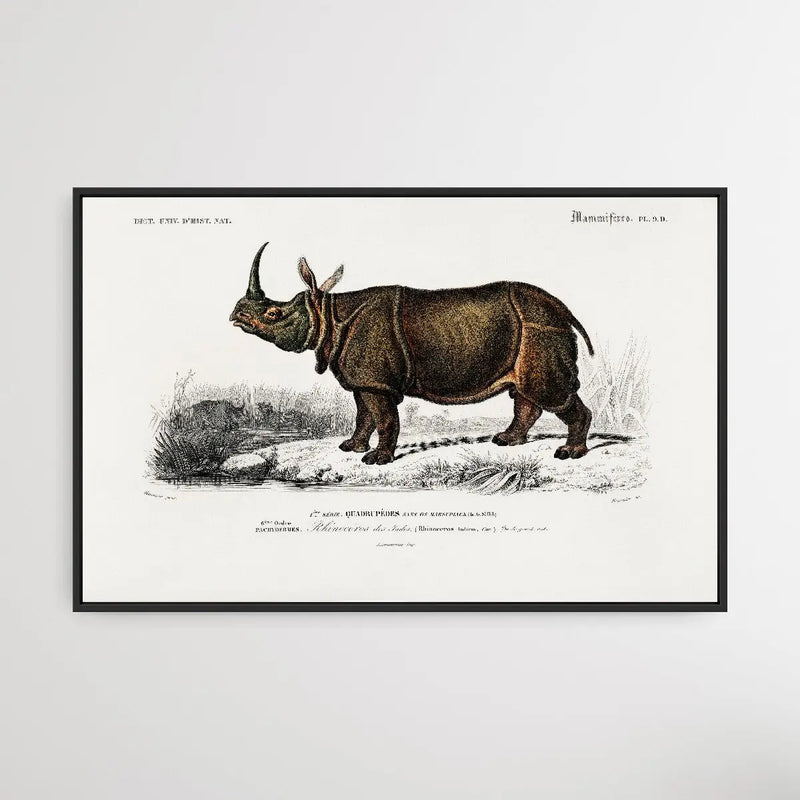 Rhinoceros unicornis by Charles Dessalines D&