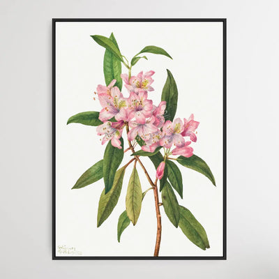 Rhododendron carolinianum (1932) by Mary Vaux Walcott I Heart Wall Art Australia 