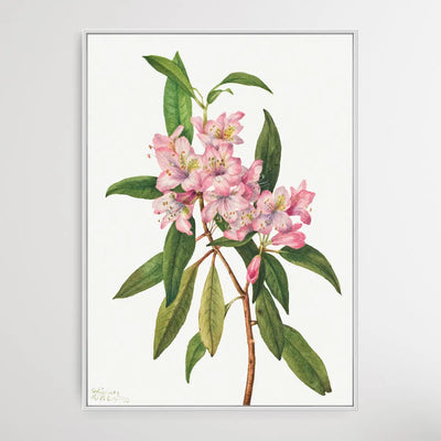 Rhododendron carolinianum (1932) by Mary Vaux Walcott I Heart Wall Art Australia 