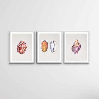 She Sells Seashells - Three Piece Shell Print Set For Coastal Style Homes Triptych - I Heart Wall Art