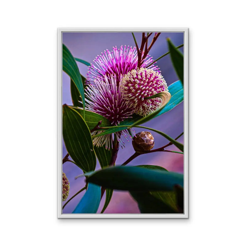 Sweet Blossom - Purple Australian Native Floral Photographic Print As Canvas or Art Print I Heart Wall Art Australia 