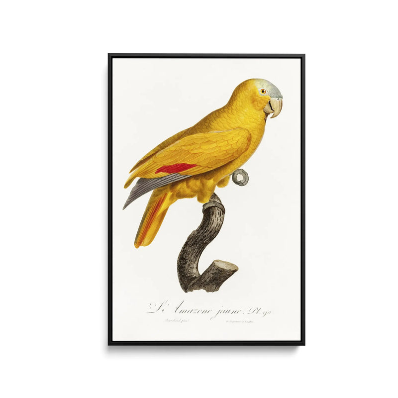 The Blue-Fronted Parrot, Amazona aestiva from Natural History of Parrots (1801—1805) by Francois Levaillant - Stretched Canvas Print or Framed Fine Art Print - Artwork I Heart Wall Art Australia 