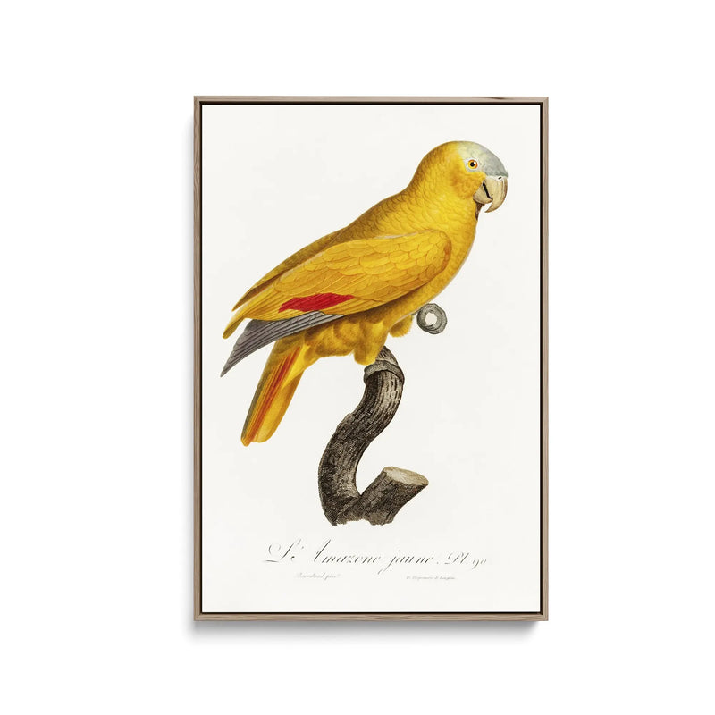 The Blue-Fronted Parrot, Amazona aestiva from Natural History of Parrots (1801—1805) by Francois Levaillant - Stretched Canvas Print or Framed Fine Art Print - Artwork I Heart Wall Art Australia 
