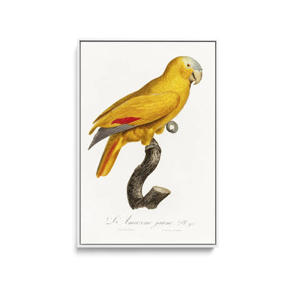 The Blue-Fronted Parrot, Amazona aestiva from Natural History of Parrots (1801—1805) by Francois Levaillant - Stretched Canvas Print or Framed Fine Art Print - Artwork I Heart Wall Art Australia 