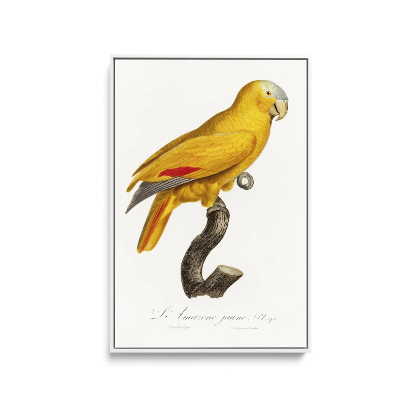 The Blue-Fronted Parrot, Amazona aestiva from Natural History of Parrots (1801—1805) by Francois Levaillant - Stretched Canvas Print or Framed Fine Art Print - Artwork I Heart Wall Art Australia 