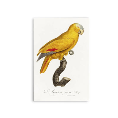 The Blue-Fronted Parrot, Amazona aestiva from Natural History of Parrots (1801—1805) by Francois Levaillant - Stretched Canvas Print or Framed Fine Art Print - Artwork I Heart Wall Art Australia 