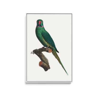 The Rose-Ringed Parakeet 1 (Psittacula krameri) by Francois Levaillant - Stretched Canvas Print or Framed Fine Art Print - Artwork I Heart Wall Art Australia 