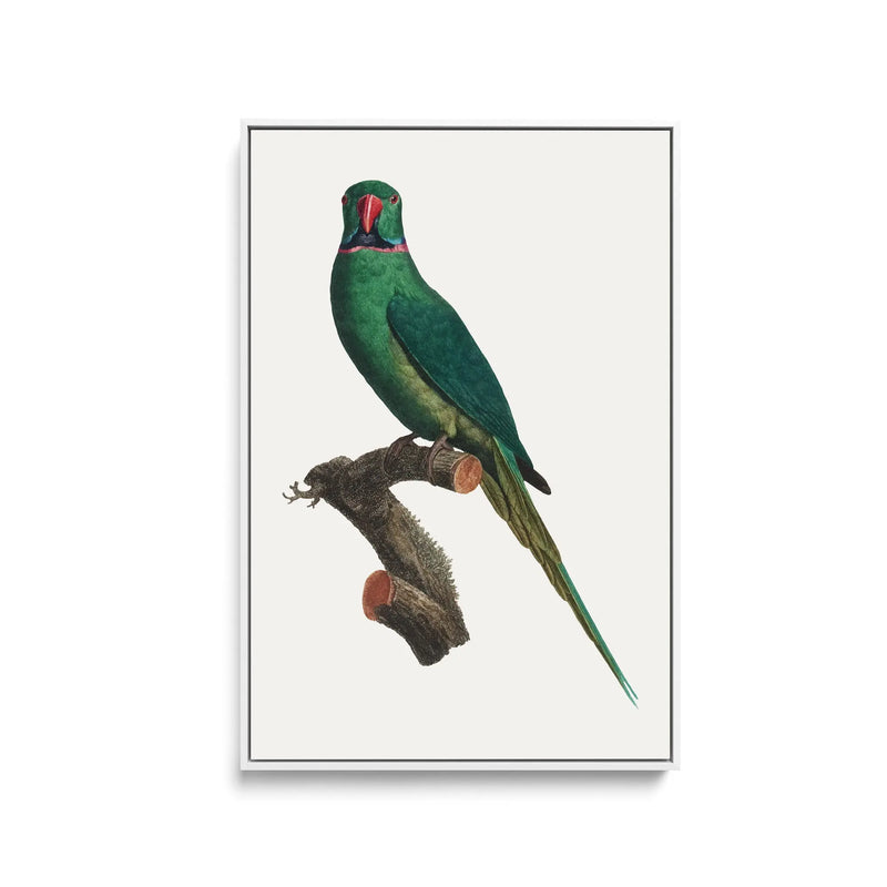 The Rose-Ringed Parakeet 1 (Psittacula krameri) by Francois Levaillant - Stretched Canvas Print or Framed Fine Art Print - Artwork I Heart Wall Art Australia 