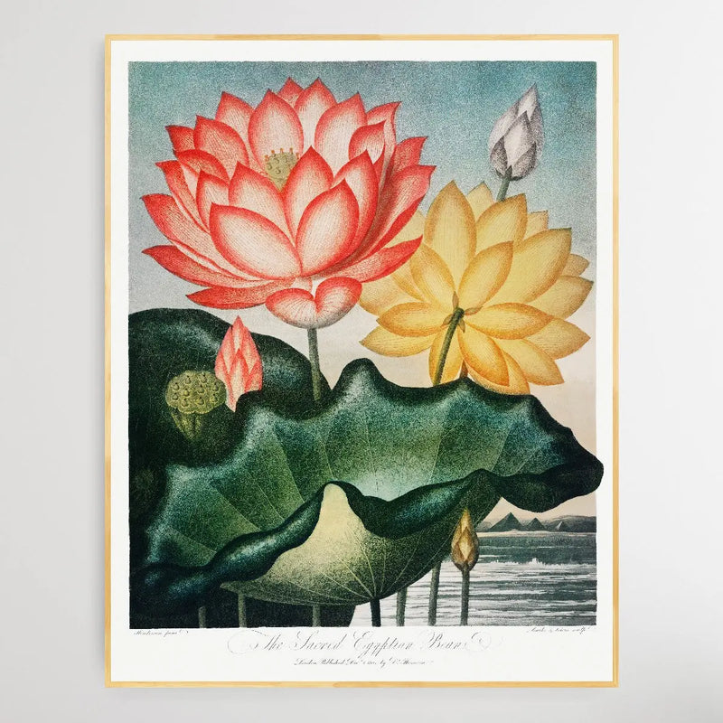 The Sacred Egyptian Bean (1807) by Robert John Thornton I Heart Wall Art Australia 