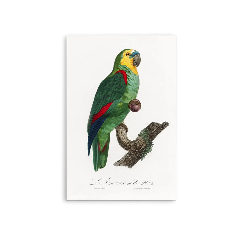 The Turquoise-Fronted Amazon, Amazona aestiva from Natural History of Parrots (1801—1805) by Francois Levaillant - Stretched Canvas Print or Framed Fine Art Print - Artwork I Heart Wall Art Australia 
