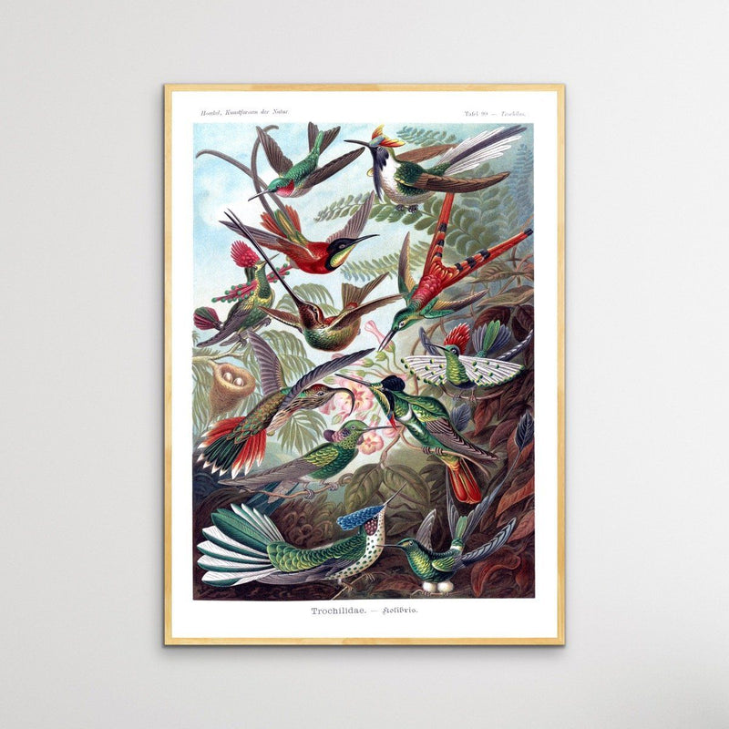 Trochilidae Hummingbird - Vintage Bird Illustration - I Heart Wall Art