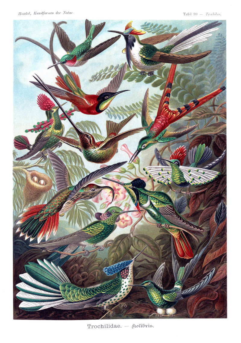 Trochilidae Hummingbird - Vintage Bird Illustration - I Heart Wall Art