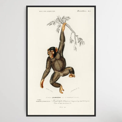 Troglodyte Chimpanze by Charles Dessalines D' Orbigny (1806-1876) I Heart Wall Art Australia 