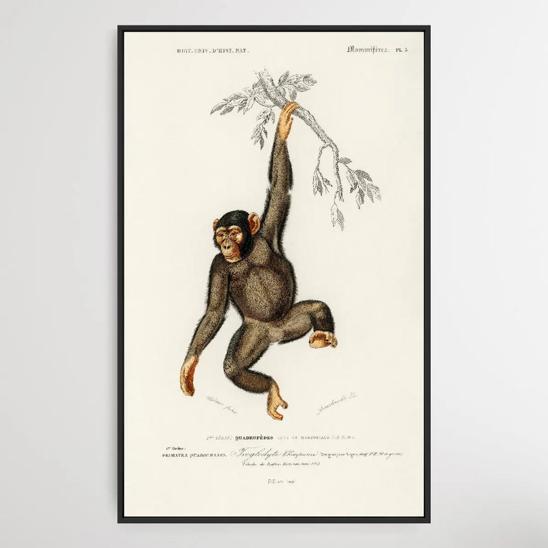 Troglodyte Chimpanze by Charles Dessalines D&