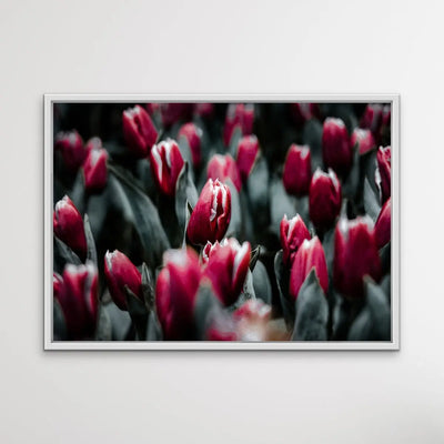 Tulip Field - Pink Photographic Print Featuring Tulips Available As A Canvas or Art Print I Heart Wall Art Australia 