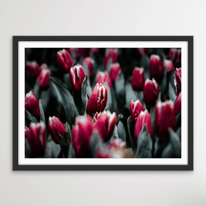Tulip Field - Pink Photographic Print Featuring Tulips Available As A Canvas or Art Print I Heart Wall Art Australia 