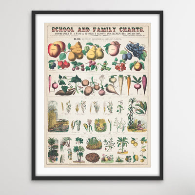 Vintage Botanical Identification Charts - Two Piece Print Set Diptych - I Heart Wall Art