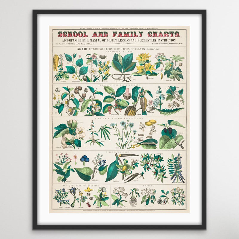 Vintage Botanical Identification Charts - Two Piece Print Set Diptych - I Heart Wall Art