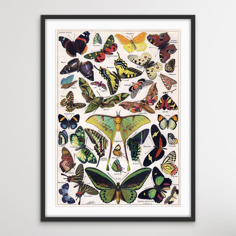 Vintage French Butterfly Poster - Vintage Botanical Illustration - I Heart Wall Art