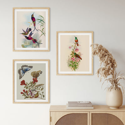 Vintage Illustration Three Piece Set -Birds and Butterflies Vintage Botanical Illustrations Triptych - I Heart Wall Art