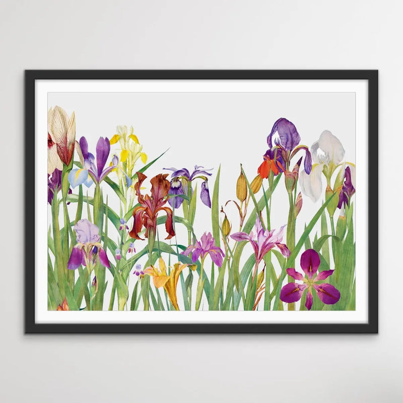 Vintage Irises - Arrangement of Botanical Illustrations by William Rickatson Dykes - I Heart Wall Art