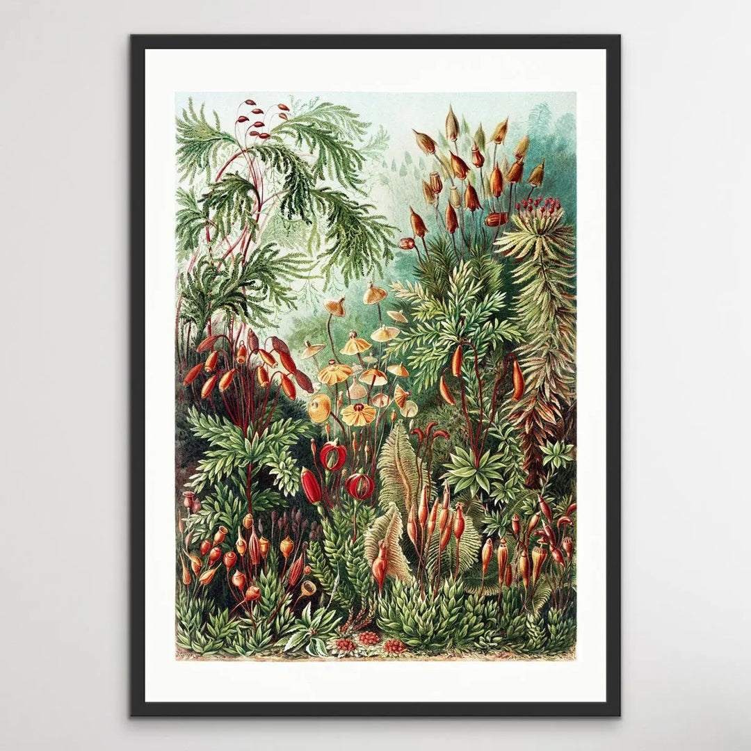 Vintage Orchid Poster - Vintage Botanical Illustration - I Heart