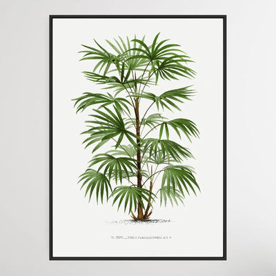 Vintage Palm Tree III by Oswald de Kerchove de Denterghem I Heart Wall Art Australia 