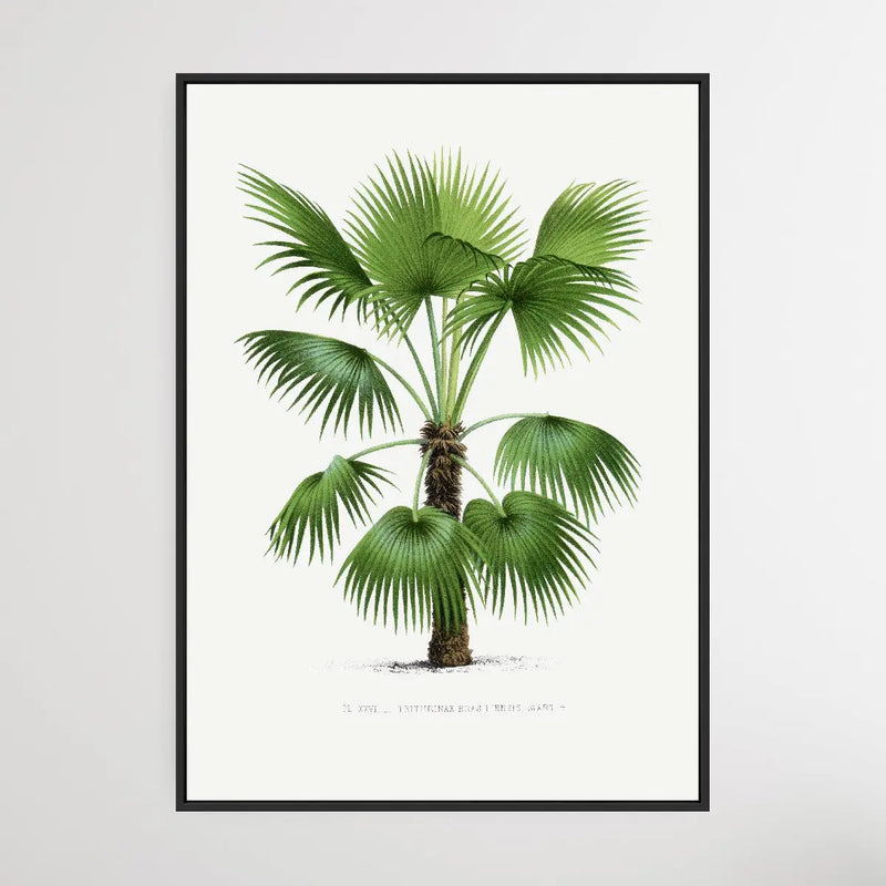 Vintage Palm Tree IX by Oswald de Kerchove de Denterghem I Heart Wall Art Australia 