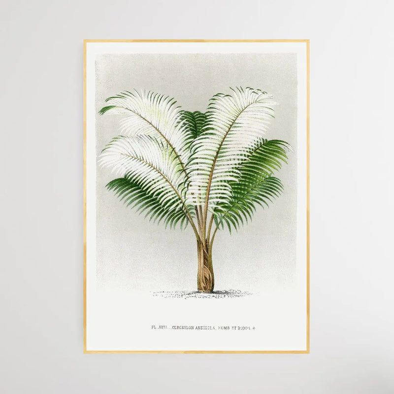 Vintage Palm Tree V by Oswald de Kerchove de Denterghem I Heart Wall Art Australia 