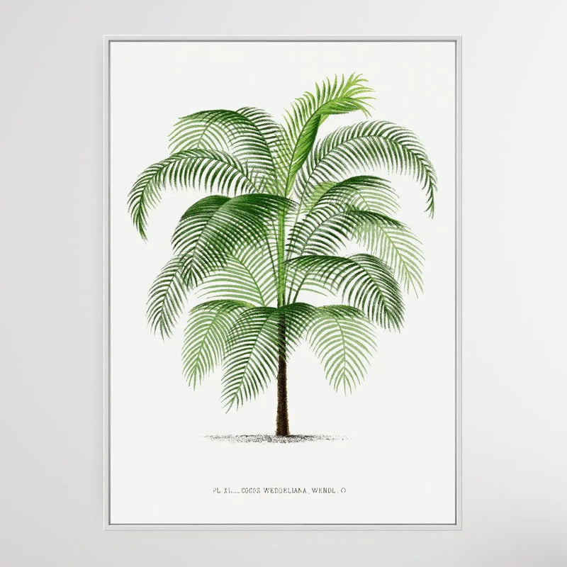 Vintage Palm Tree VI by Oswald de Kerchove de Denterghem I Heart Wall Art Australia 