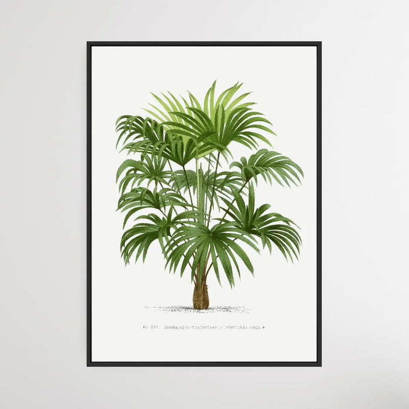 Vintage Palm Tree VII by Oswald de Kerchove de Denterghem I Heart Wall Art Australia 