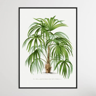 Vintage Palm Tree VIII by Oswald de Kerchove de Denterghem I Heart Wall Art Australia 