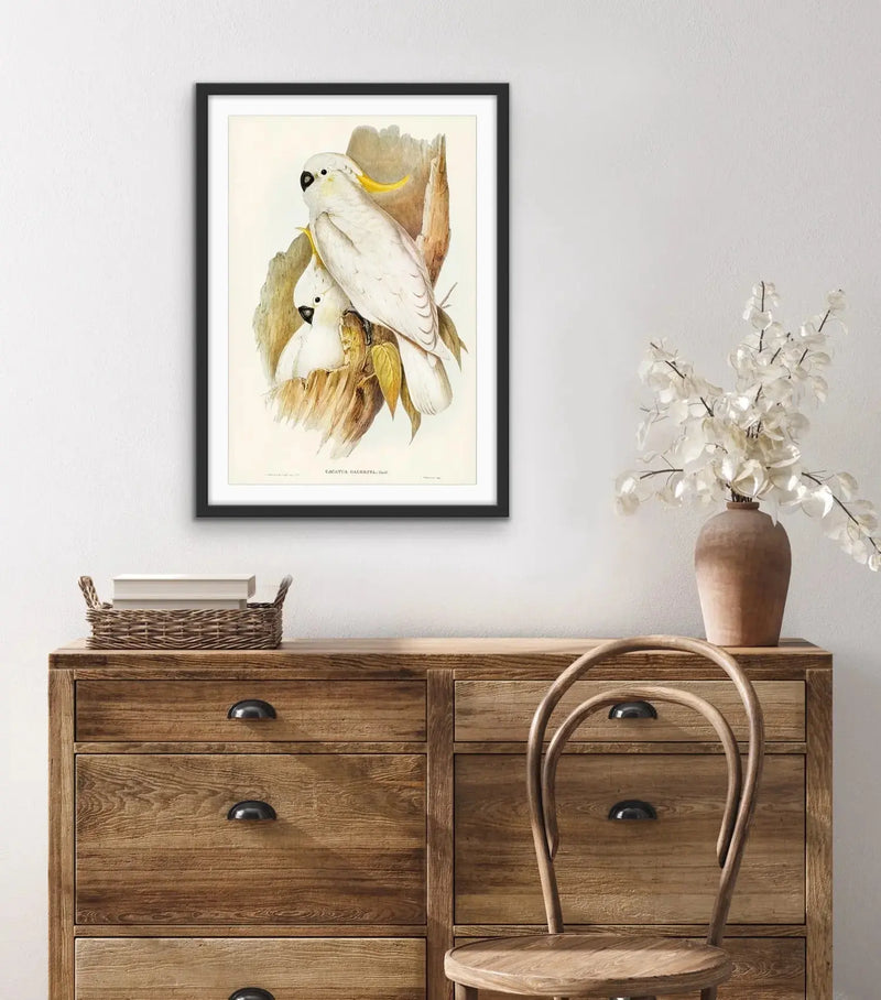 Vintage Sulphur Crested Cockatoo Illustration Print I Heart Wall Art Australia 