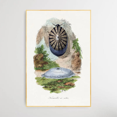 Volcano Limpet Snail by Paul Gervais - I Heart Wall Art