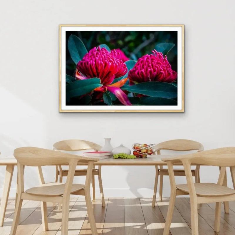 Waratah - Pink Native Australian Flower Print - I Heart Wall Art