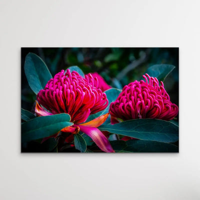 Waratah - Pink Native Australian Flower Print - I Heart Wall Art