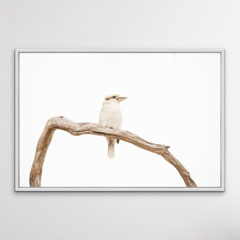 ﻿White Kookaburra - Photographic Art Print - I Heart Wall Art