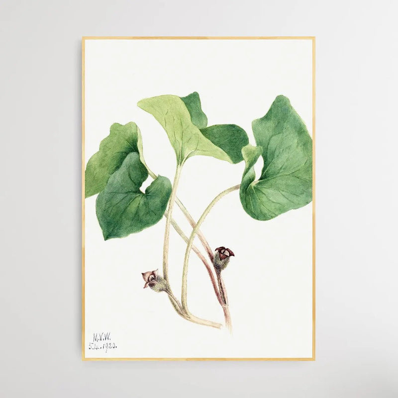 Asarum Canadense (1920) by Mary Vaux Walcott - I Heart Wall Art - Poster Print, Canvas Print or Framed Art Print