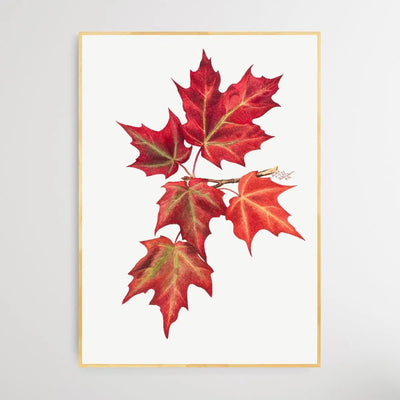 Autumn Leaves (1874) by Mary Vaux Walcott - I Heart Wall Art - Poster Print, Canvas Print or Framed Art Print