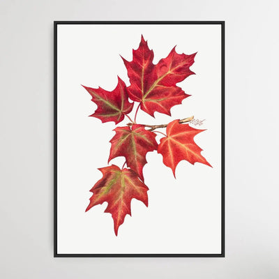 Autumn Leaves (1874) by Mary Vaux Walcott - I Heart Wall Art - Poster Print, Canvas Print or Framed Art Print